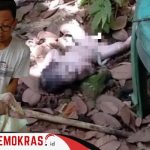 Ditemukan Bayi Perempuan Yang Baru Dilahirkan Dibuang Begitu Saja