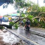 Pohon Tumbang di Sumenep Kembali Terjadi, Kinerja DLH Dipertanyakan