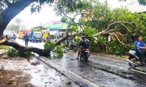 Pohon Tumbang di Sumenep Kembali Terjadi, Kinerja DLH Dipertanyakan