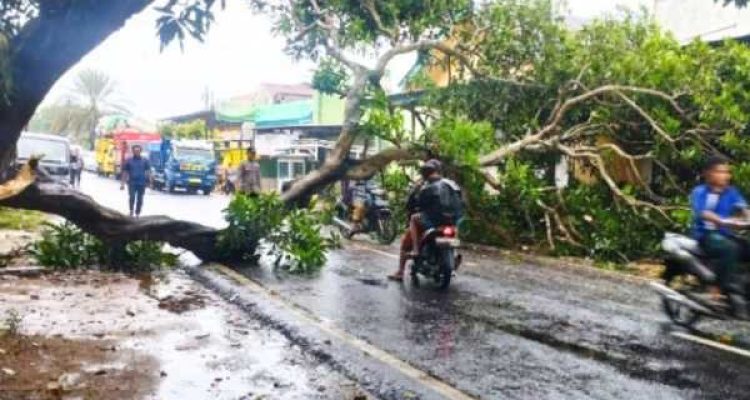 Pohon Tumbang di Sumenep Kembali Terjadi, Kinerja DLH Dipertanyakan