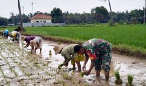 Babinsa Koramil 0827/14 Batang-Batang Layak Menjadi Motivasi 