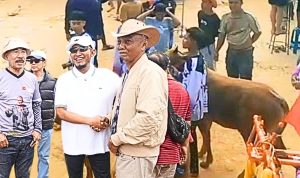 Kerapan Sapi Sumenep Gaungkan Warisan Budaya Leluhur