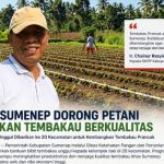 DKPP Sumenep Optimalkan Tembakau Unggulan Demi Kesejahteraan Petani