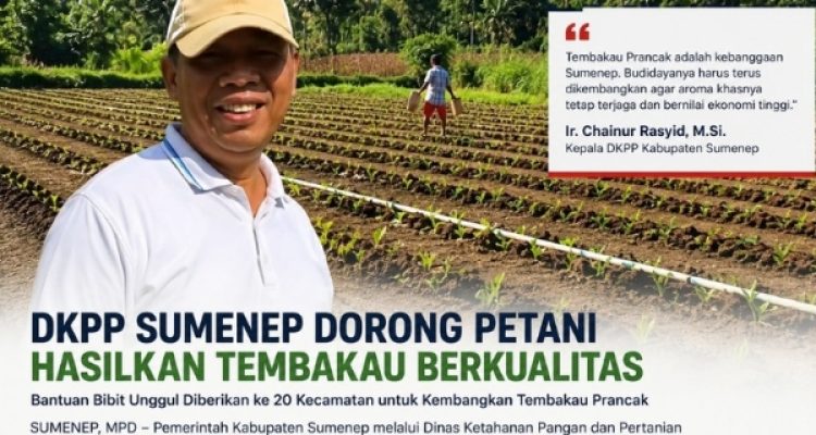 DKPP Sumenep Optimalkan Tembakau Unggulan Demi Kesejahteraan Petani