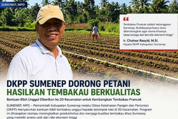 DKPP Sumenep Optimalkan Tembakau Unggulan Demi Kesejahteraan Petani
